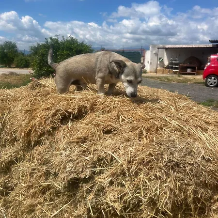 Eco Glamping With Pool Between Nafplio And * Аргос
