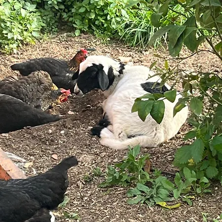 Eco Glamping With Pool Between Nafplio And