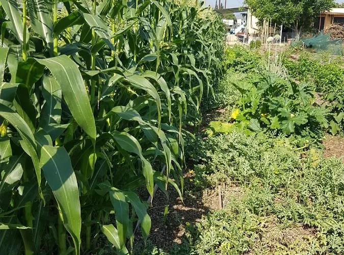 Eco Glamping With Pool Between Nafplio And 아르고스