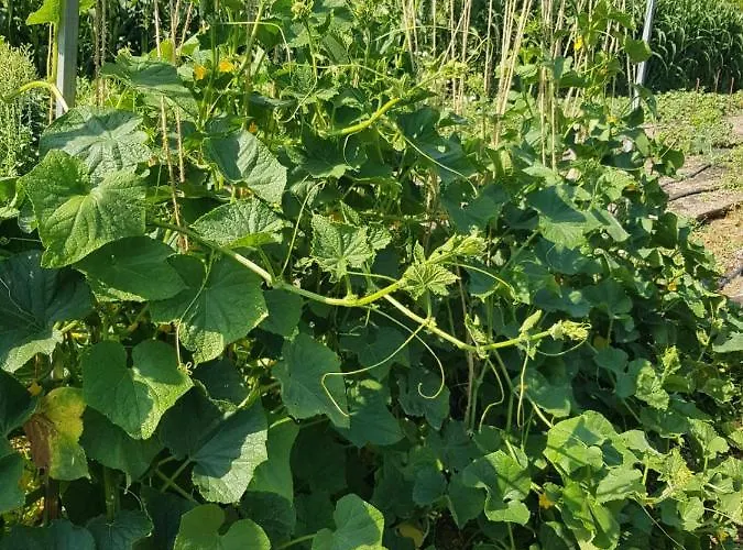 Eco Glamping With Pool Between Nafplio And