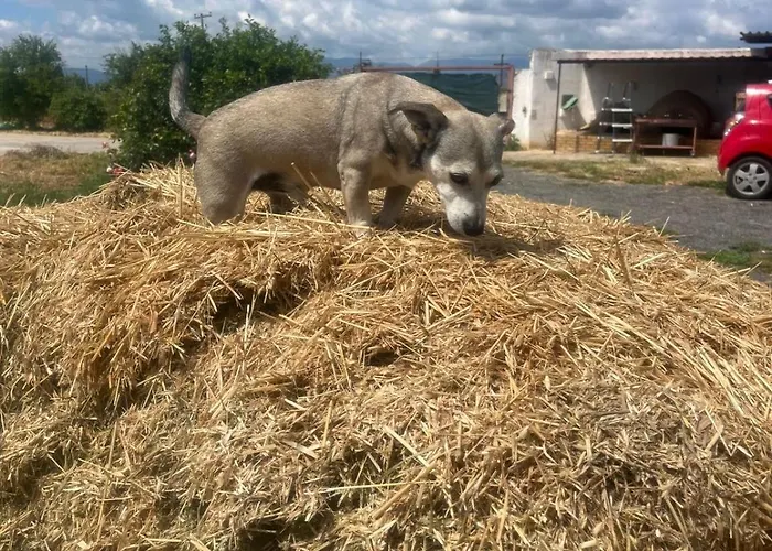 Eco Glamping With Pool Between Nafplio And * 아르고스